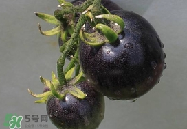 黑番茄種子哪里有賣(mài) 黑番茄多少錢(qián)一斤2022