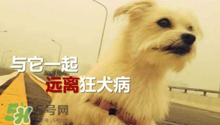 狂犬病能治好嗎？狂犬病的早期癥狀