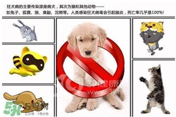 狂犬病是通過什么傳播的？狂犬病傳播途徑有哪些
