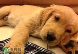 狂犬病是通過什么傳播的？狂犬病傳播途徑有哪些