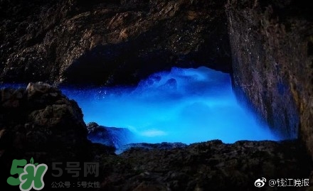 浙江多地驚現(xiàn)藍眼淚現(xiàn)象 藍眼淚是什么？