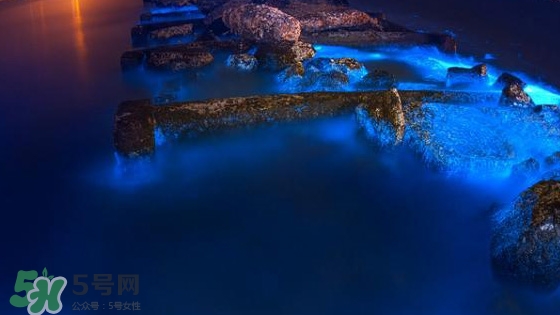 浙江多地驚現(xiàn)藍眼淚現(xiàn)象 藍眼淚是什么？