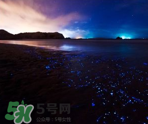 浙江多地驚現(xiàn)藍眼淚現(xiàn)象 藍眼淚是什么？