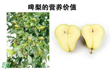 青啤梨要放軟了吃嗎？啤梨放軟了才能吃嗎？