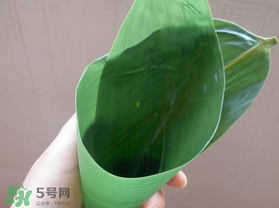 粽葉是什么植物的葉子？粽子葉是什么葉子？