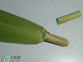 粽葉是蘆葦葉嗎？粽葉和蘆葦葉的區(qū)別