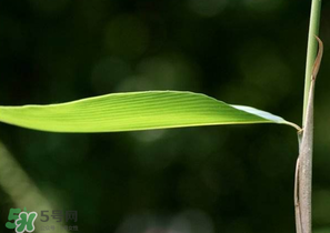 箬葉和粽葉有什么區(qū)別？箬葉是粽葉嗎？