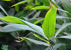 箬葉和粽葉有什么區(qū)別？箬葉是粽葉嗎？