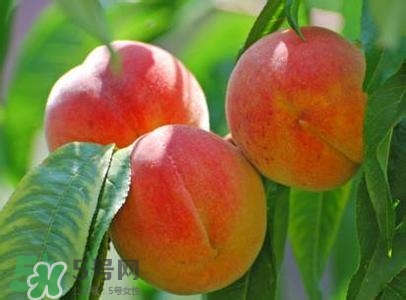 孕婦能吃桃子嗎？孕婦吃桃子對(duì)胎兒好嗎？