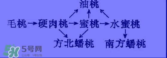 沒(méi)有毛的桃子叫什么？桃子毛為什么會(huì)癢？