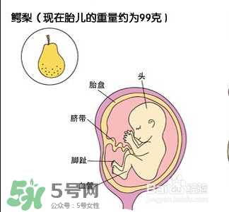 懷孕四個(gè)月需要做什么檢查？懷孕四個(gè)月胎兒圖