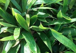 粽葉是什么植物的葉子？粽子葉是什么葉子？