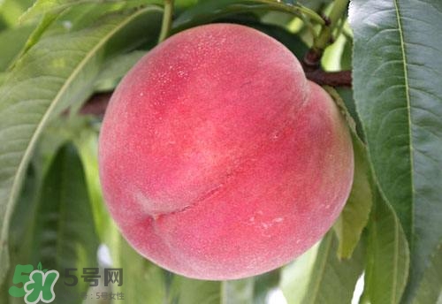 桃子的種類有哪些？哪種桃子最好吃？