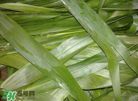 蘆葦葉包粽子之前要煮嗎？蘆葦葉煮多久？