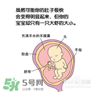 懷孕四個(gè)月需要做什么檢查？懷孕四個(gè)月胎兒圖