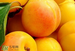 黃桃是杏子嗎？黃桃和杏子的區(qū)別