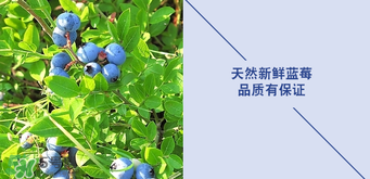 悠蜜藍莓利口酒保質期是多久？悠蜜藍莓利口酒保質期是幾年？