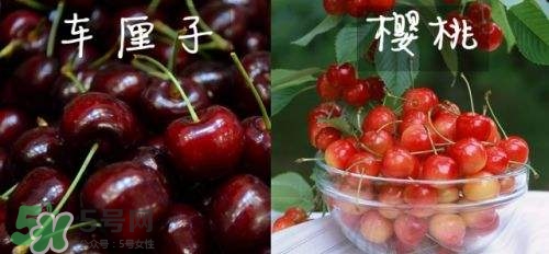 櫻桃和車?yán)遄佑惺裁磪^(qū)別？櫻桃和車?yán)遄幽膫€貴？