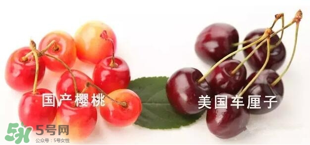 櫻桃和車?yán)遄佑惺裁磪^(qū)別？櫻桃和車?yán)遄幽膫€貴？