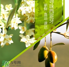 橄欖油可以去黑頭嗎？橄欖油怎么去黑頭？