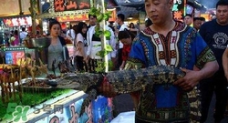 鱷魚(yú)肉價(jià)格多少錢(qián)一斤？吃鱷魚(yú)犯法嗎？