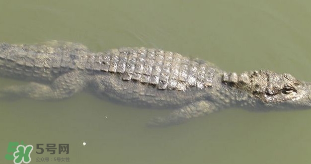 鱷魚是魚嗎？鱷魚是浮在水面上嗎？