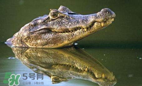 鱷魚是魚嗎？鱷魚是浮在水面上嗎？