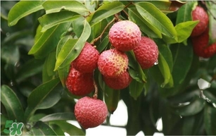 荔枝孕婦可以吃嗎？孕婦吃荔枝會(huì)流產(chǎn)嗎？