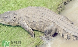 鱷魚是魚嗎？鱷魚是浮在水面上嗎？