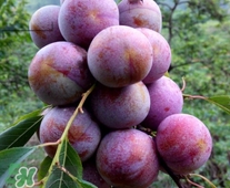 三華李可以和香蕉一起吃嗎？香蕉能和三華李一起吃嗎