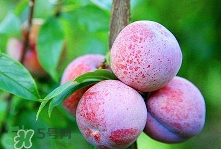 三華李種哪個(gè)品種好？三華李有多少個(gè)品種