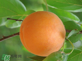 杏子不能和什么一起吃？杏子和什么不能同吃？