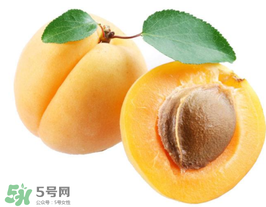 杏子幾月成熟？杏子什么時(shí)候成熟？