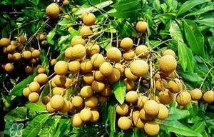 龍眼能放多久？龍眼能空腹吃嗎？