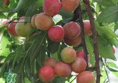 三華李種哪個(gè)品種好？三華李有多少個(gè)品種