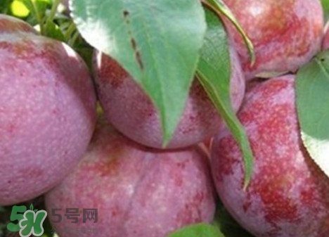 吃雙華李上火嗎？雙華李的功效與作用