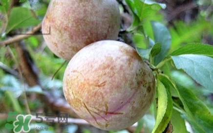 雙華李有什么營養(yǎng)？雙華李的營養(yǎng)價(jià)值