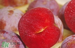 三華李可以和香蕉一起吃嗎？香蕉能和三華李一起吃嗎