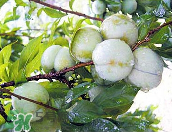 南華李什么時候成熟？南華李和三華李的區(qū)別
