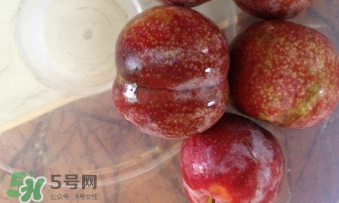 三華李是寒性還是熱性水果？三華李是涼性水果嗎