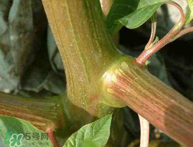 莧菜桿能吃嗎？莧菜桿子可以吃嗎？
