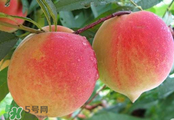 毛桃的皮能吃嗎？毛桃皮可以吃嗎？