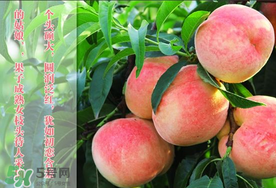 毛桃和西瓜能一起吃嗎？毛桃和西瓜能同時吃嗎？