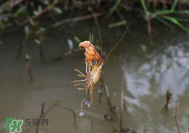 釣龍蝦用什么肉？釣龍蝦用什么肉是最厲害的？
