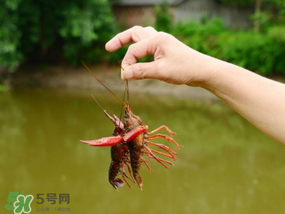 釣龍蝦用什么肉？釣龍蝦用什么肉是最厲害的？