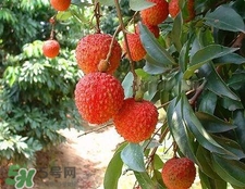 荔枝和龍眼哪個(gè)更上火？荔枝和龍眼味道差不多