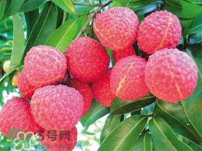 荔枝是幾月份的水果？荔枝是上火的嗎？