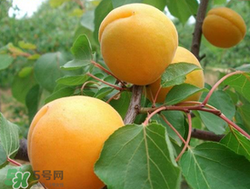 新鮮杏子可以放冰箱嗎？新鮮杏子怎么保存？