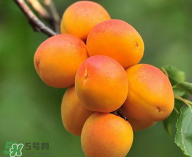新鮮杏子可以放冰箱嗎？新鮮杏子怎么保存？