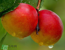 新鮮杏子怎么吃？新鮮杏子孕婦能吃嗎？
